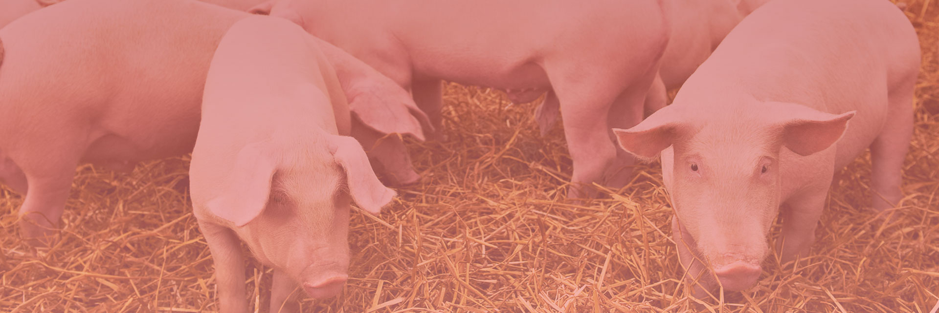 Porcicultura